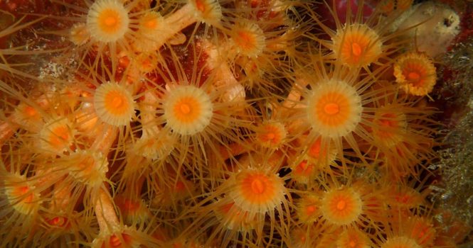 Parazoanthus